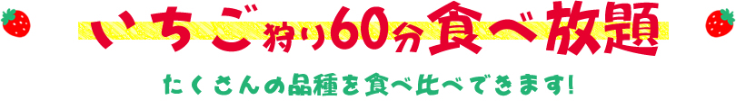 いちご狩り60分食べ放題